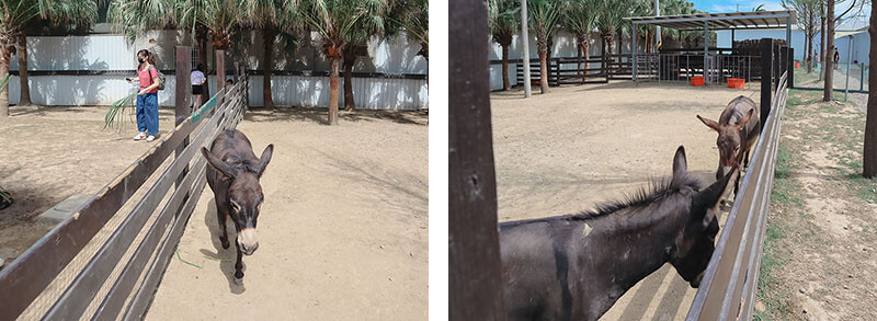 「廢物媽媽育兒農場」 新竹最夯親子一日遊情侶約會新景點,近距離跟水豚君、草泥馬、梅花鹿和柯爾鴨一起玩 預約說明