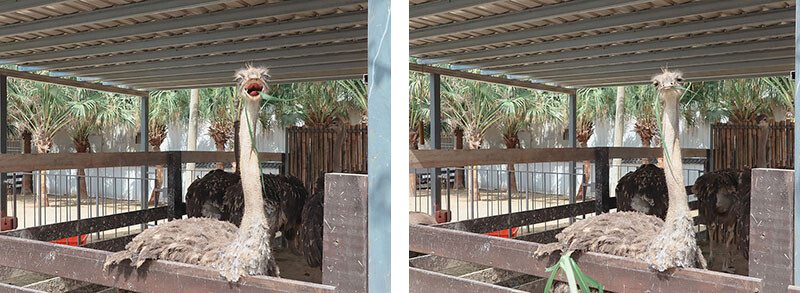 「廢物媽媽育兒農場」 新竹最夯親子一日遊情侶約會新景點,近距離跟水豚君、草泥馬、梅花鹿和柯爾鴨一起玩 預約說明