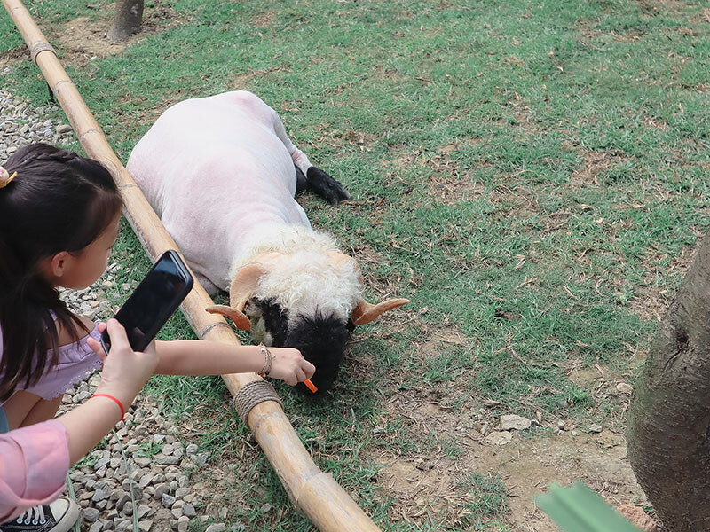 「廢物媽媽育兒農場」 新竹最夯親子一日遊情侶約會新景點,近距離跟水豚君、草泥馬、梅花鹿和柯爾鴨一起玩 預約說明