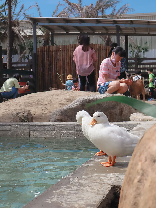 「廢物媽媽育兒農場」 新竹最夯親子一日遊情侶約會新景點,近距離跟水豚君、草泥馬、梅花鹿和柯爾鴨一起玩 預約說明
