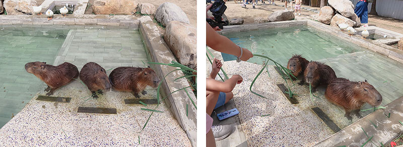 「廢物媽媽育兒農場」 新竹最夯親子一日遊情侶約會新景點,近距離跟水豚君、草泥馬、梅花鹿和柯爾鴨一起玩 預約說明