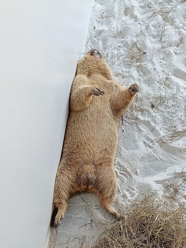 「廢物媽媽育兒農場」 新竹最夯親子一日遊情侶約會新景點,近距離跟水豚君、草泥馬、梅花鹿和柯爾鴨一起玩 預約說明