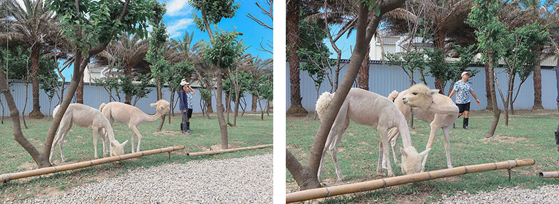 「廢物媽媽育兒農場」 新竹最夯親子一日遊情侶約會新景點,近距離跟水豚君、草泥馬、梅花鹿和柯爾鴨一起玩 預約說明