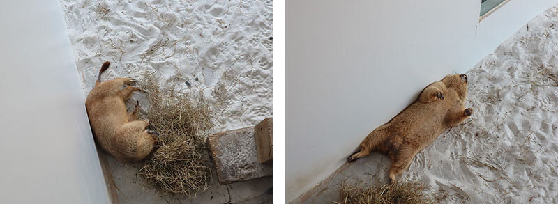 「廢物媽媽育兒農場」 新竹最夯親子一日遊情侶約會新景點,近距離跟水豚君、草泥馬、梅花鹿和柯爾鴨一起玩 預約說明