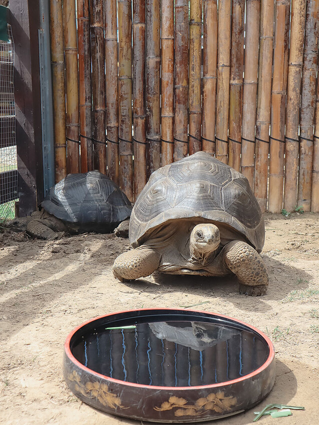 「廢物媽媽育兒農場」 新竹最夯親子一日遊情侶約會新景點,近距離跟水豚君、草泥馬、梅花鹿和柯爾鴨一起玩 預約說明