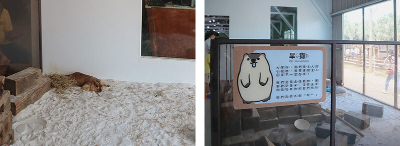 「廢物媽媽育兒農場」 新竹最夯親子一日遊情侶約會新景點,近距離跟水豚君、草泥馬、梅花鹿和柯爾鴨一起玩 預約說明