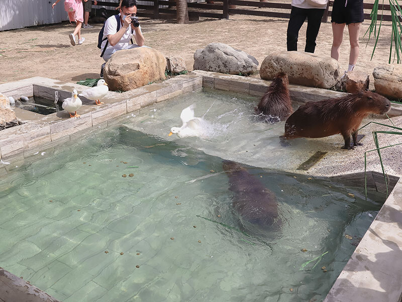 「廢物媽媽育兒農場」 新竹最夯親子一日遊情侶約會新景點,近距離跟水豚君、草泥馬、梅花鹿和柯爾鴨一起玩 預約說明