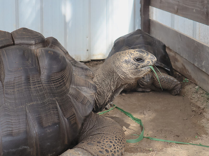 「廢物媽媽育兒農場」 新竹最夯親子一日遊情侶約會新景點,近距離跟水豚君、草泥馬、梅花鹿和柯爾鴨一起玩 預約說明