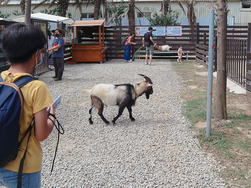 「廢物媽媽育兒農場」 新竹最夯親子一日遊情侶約會新景點,近距離跟水豚君、草泥馬、梅花鹿和柯爾鴨一起玩 預約說明