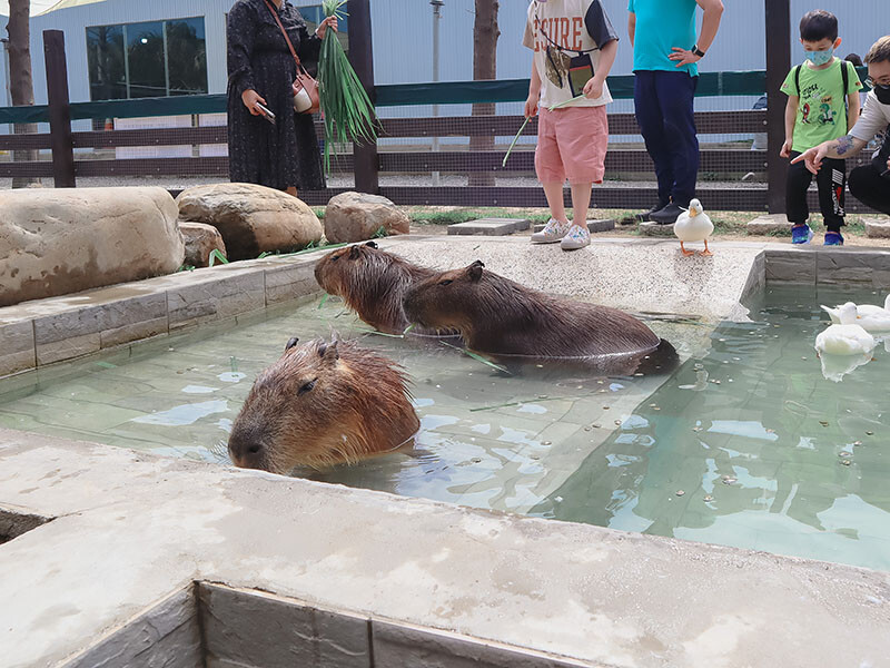 「廢物媽媽育兒農場」 新竹最夯親子一日遊情侶約會新景點,近距離跟水豚君、草泥馬、梅花鹿和柯爾鴨一起玩 預約說明