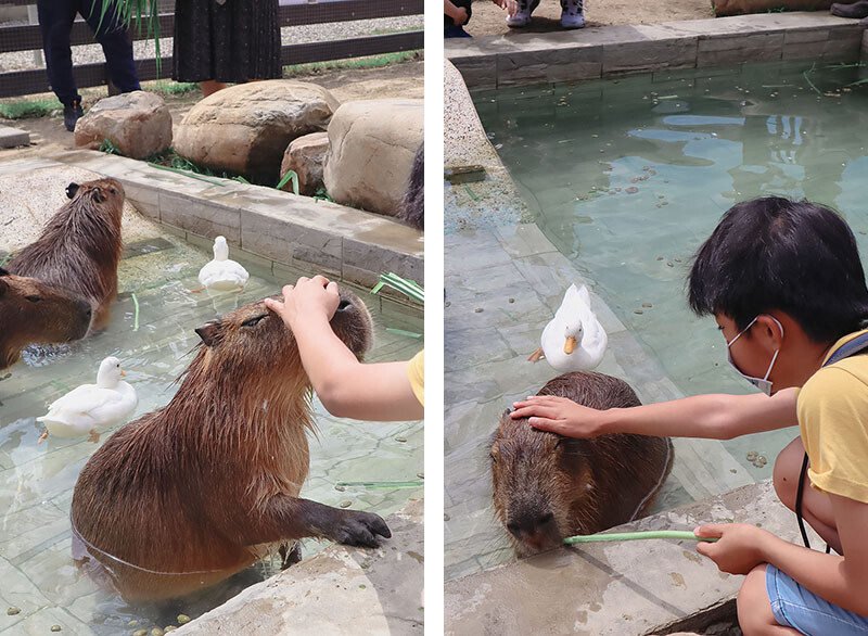 「廢物媽媽育兒農場」 新竹最夯親子一日遊情侶約會新景點,近距離跟水豚君、草泥馬、梅花鹿和柯爾鴨一起玩 預約說明