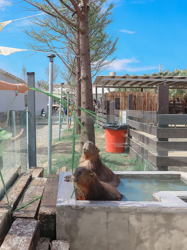 「廢物媽媽育兒農場」 新竹最夯親子一日遊情侶約會新景點,近距離跟水豚君、草泥馬、梅花鹿和柯爾鴨一起玩 預約說明