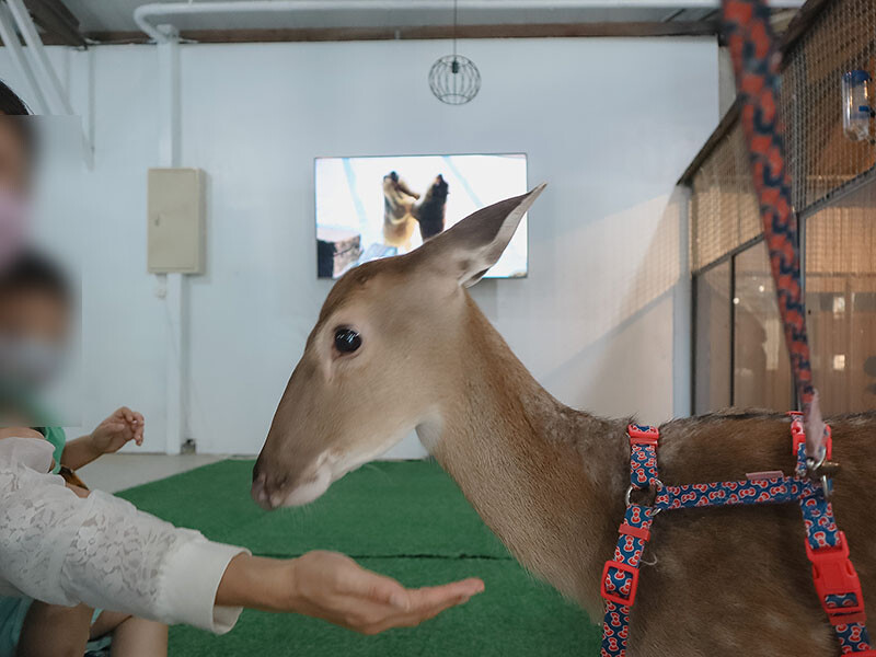 「廢物媽媽育兒農場」 新竹最夯親子一日遊情侶約會新景點,近距離跟水豚君、草泥馬、梅花鹿和柯爾鴨一起玩 預約說明