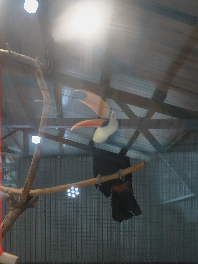 「廢物媽媽育兒農場」 新竹最夯親子一日遊情侶約會新景點,近距離跟水豚君、草泥馬、梅花鹿和柯爾鴨一起玩 預約說明