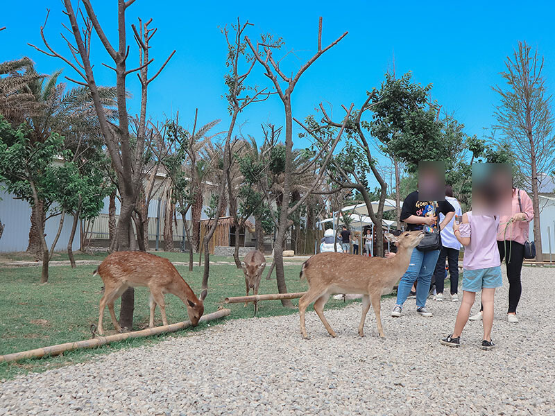 「廢物媽媽育兒農場」 新竹最夯親子一日遊情侶約會新景點,近距離跟水豚君、草泥馬、梅花鹿和柯爾鴨一起玩 預約說明