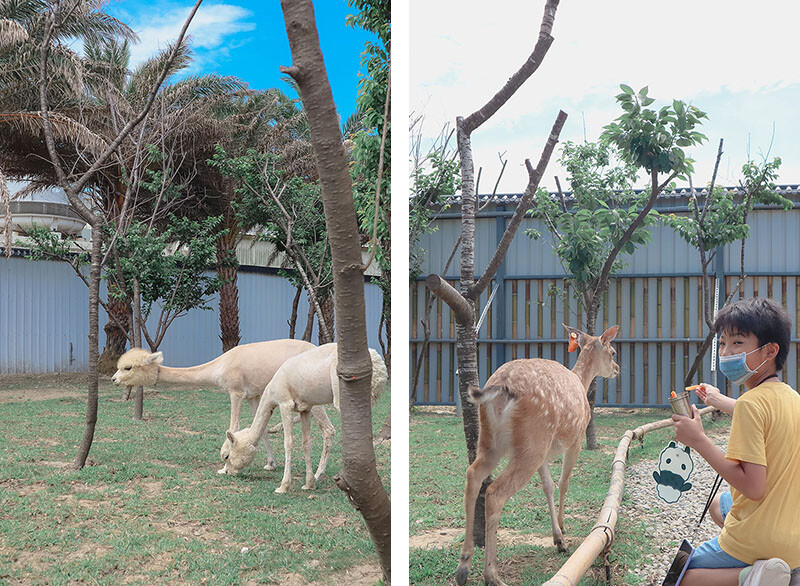 「廢物媽媽育兒農場」 新竹最夯親子一日遊情侶約會新景點,近距離跟水豚君、草泥馬、梅花鹿和柯爾鴨一起玩 預約說明