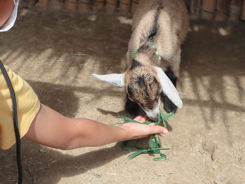 「廢物媽媽育兒農場」 新竹最夯親子一日遊情侶約會新景點,近距離跟水豚君、草泥馬、梅花鹿和柯爾鴨一起玩 預約說明