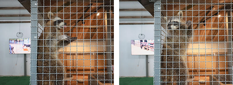 「廢物媽媽育兒農場」 新竹最夯親子一日遊情侶約會新景點,近距離跟水豚君、草泥馬、梅花鹿和柯爾鴨一起玩 預約說明