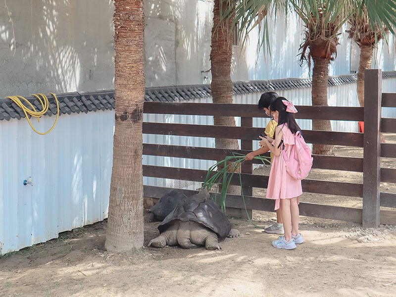 「廢物媽媽育兒農場」 新竹最夯親子一日遊情侶約會新景點,近距離跟水豚君、草泥馬、梅花鹿和柯爾鴨一起玩 預約說明
