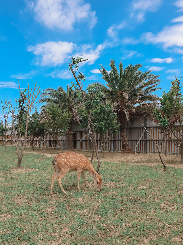 「廢物媽媽育兒農場」 新竹最夯親子一日遊情侶約會新景點,近距離跟水豚君、草泥馬、梅花鹿和柯爾鴨一起玩 預約說明