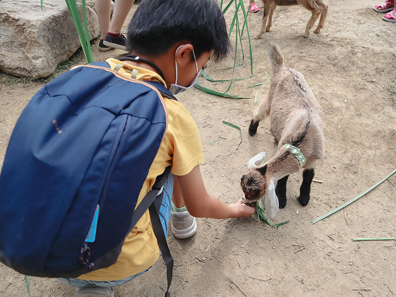「廢物媽媽育兒農場」 新竹最夯親子一日遊情侶約會新景點,近距離跟水豚君、草泥馬、梅花鹿和柯爾鴨一起玩 預約說明