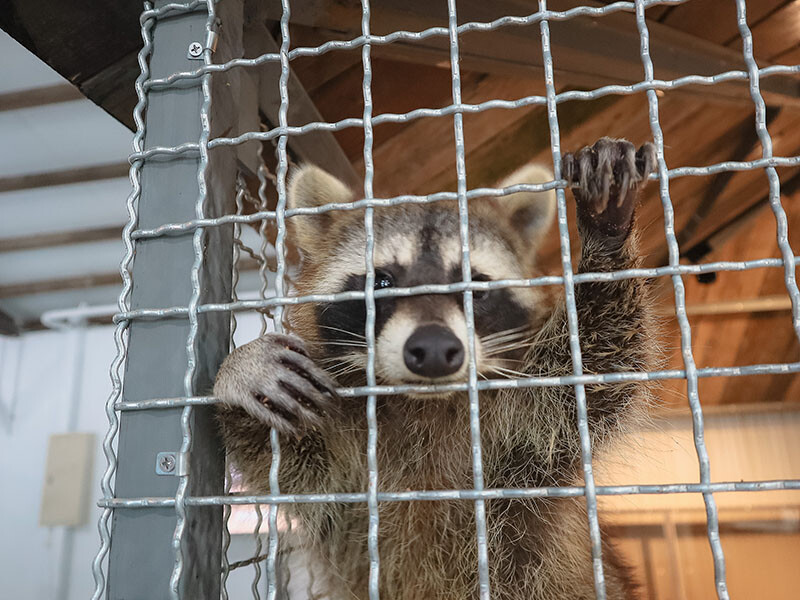 「廢物媽媽育兒農場」 新竹最夯親子一日遊情侶約會新景點,近距離跟水豚君、草泥馬、梅花鹿和柯爾鴨一起玩 預約說明