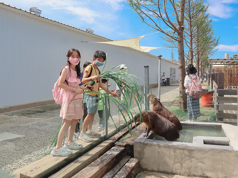 「廢物媽媽育兒農場」 新竹最夯親子一日遊情侶約會新景點,近距離跟水豚君、草泥馬、梅花鹿和柯爾鴨一起玩 預約說明