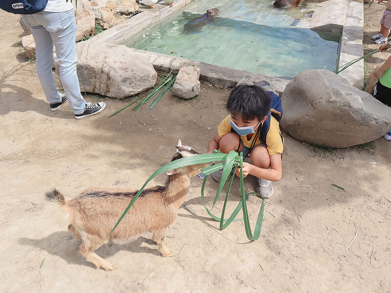 「廢物媽媽育兒農場」 新竹最夯親子一日遊情侶約會新景點,近距離跟水豚君、草泥馬、梅花鹿和柯爾鴨一起玩 預約說明