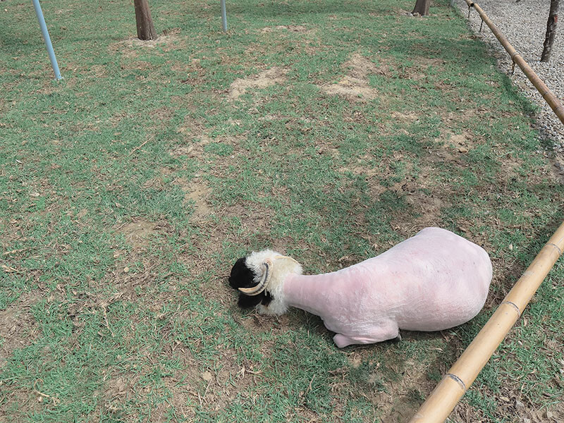 「廢物媽媽育兒農場」 新竹最夯親子一日遊情侶約會新景點,近距離跟水豚君、草泥馬、梅花鹿和柯爾鴨一起玩 預約說明