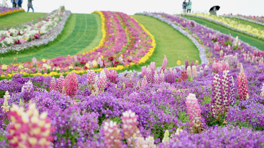 [韓國] 順天4天3夜懶人包！5大必去景點＆必吃傳統美食｜2023順天灣國際園藝博覽會