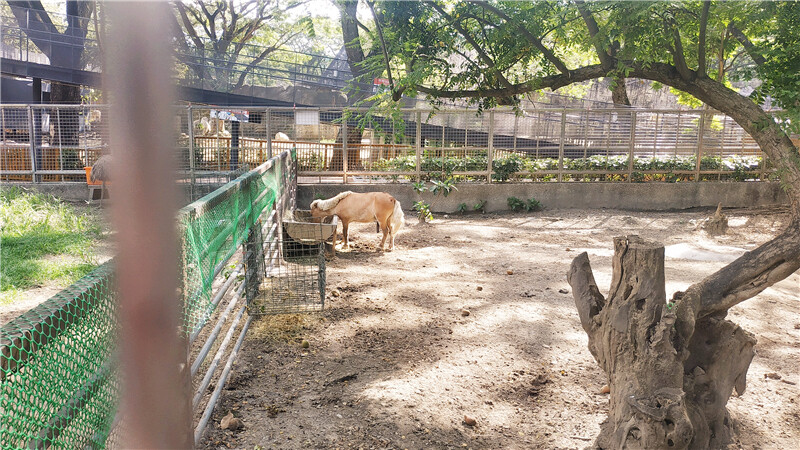 旅遊｜重新開張高雄壽山動物園一日遊  ，新建天空橋看水豚