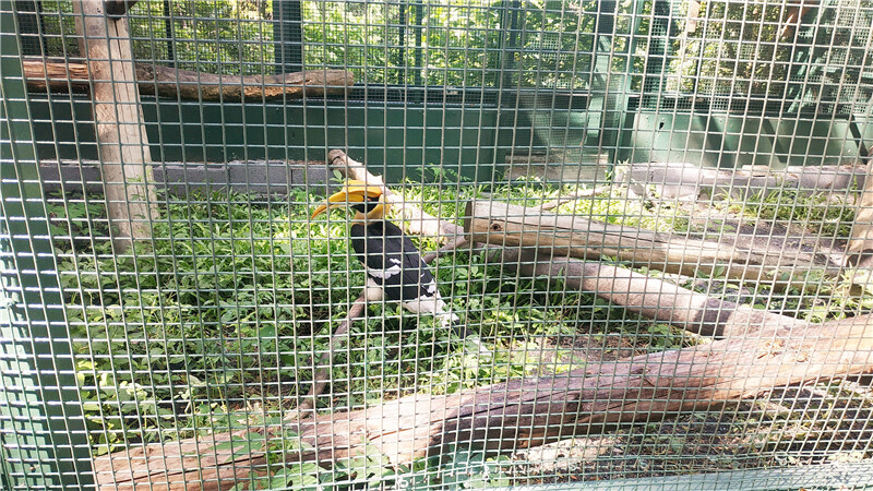 旅遊｜重新開張高雄壽山動物園一日遊  ，新建天空橋看水豚