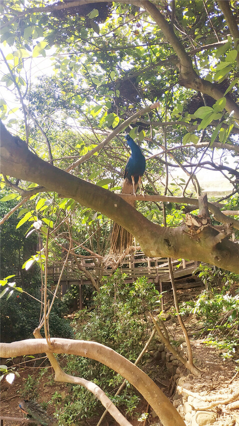 旅遊｜重新開張高雄壽山動物園一日遊  ，新建天空橋看水豚