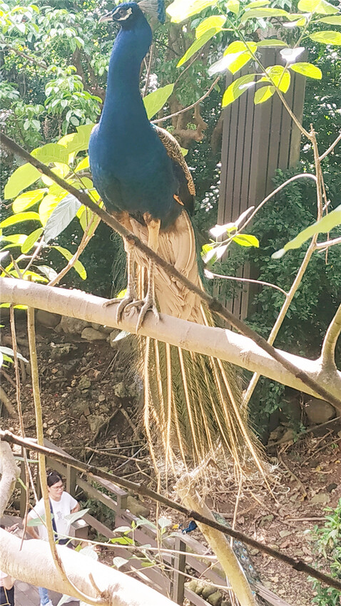 旅遊｜重新開張高雄壽山動物園一日遊  ，新建天空橋看水豚