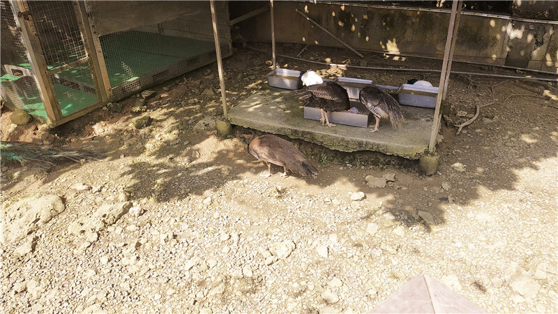 旅遊｜重新開張高雄壽山動物園一日遊  ，新建天空橋看水豚