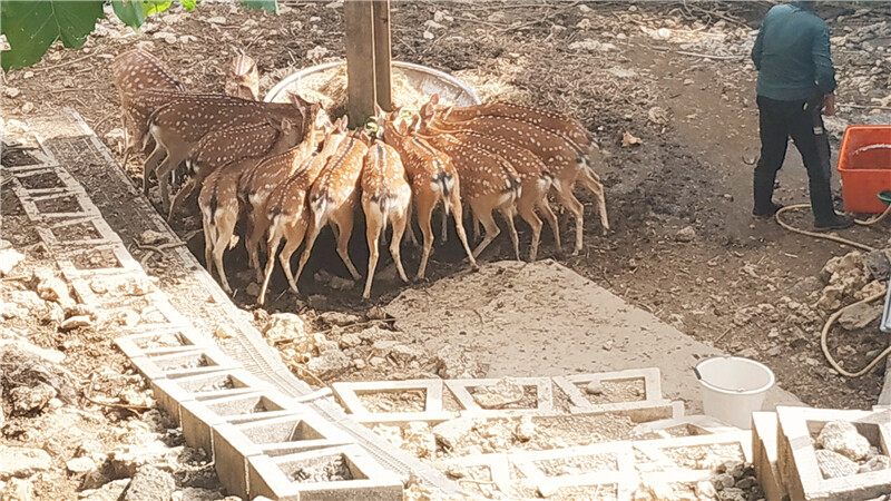 旅遊｜重新開張高雄壽山動物園一日遊  ，新建天空橋看水豚