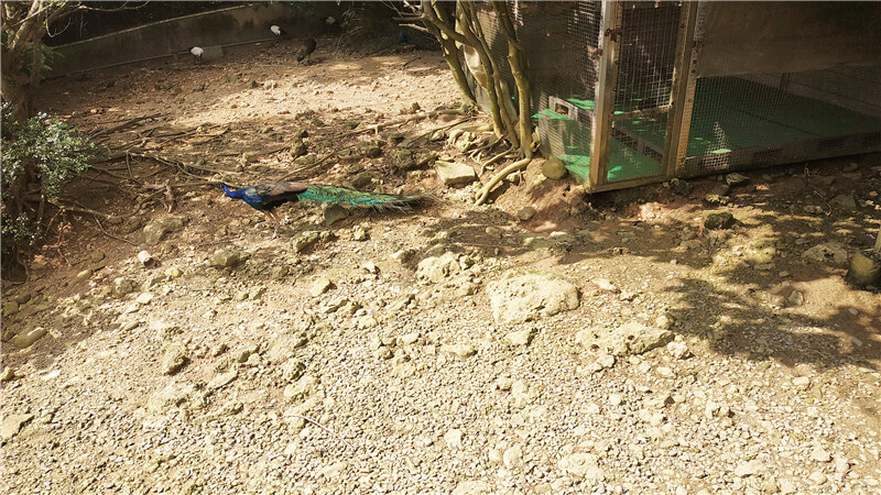 旅遊｜重新開張高雄壽山動物園一日遊  ，新建天空橋看水豚