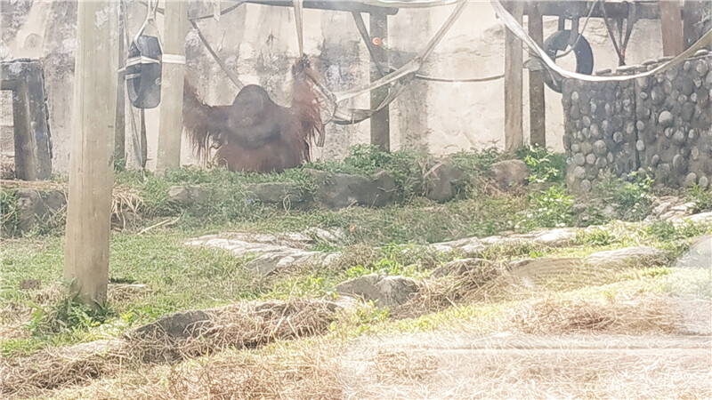 旅遊｜重新開張高雄壽山動物園一日遊  ，新建天空橋看水豚