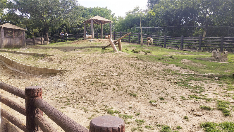 旅遊｜重新開張高雄壽山動物園一日遊  ，新建天空橋看水豚