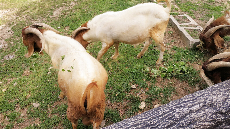 旅遊｜重新開張高雄壽山動物園一日遊  ，新建天空橋看水豚