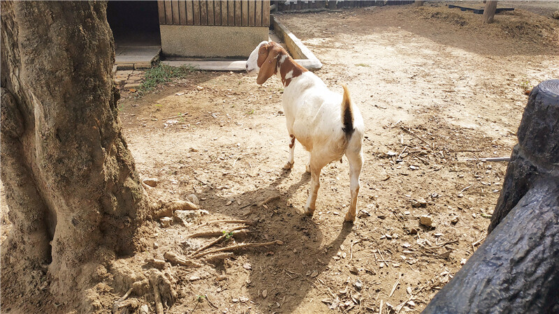 旅遊｜重新開張高雄壽山動物園一日遊  ，新建天空橋看水豚