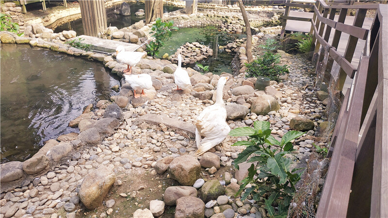 旅遊｜重新開張高雄壽山動物園一日遊  ，新建天空橋看水豚