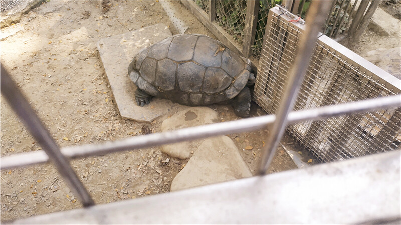 旅遊｜重新開張高雄壽山動物園一日遊  ，新建天空橋看水豚