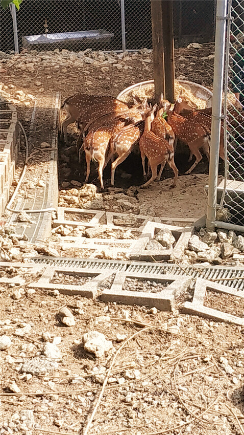 旅遊｜重新開張高雄壽山動物園一日遊  ，新建天空橋看水豚