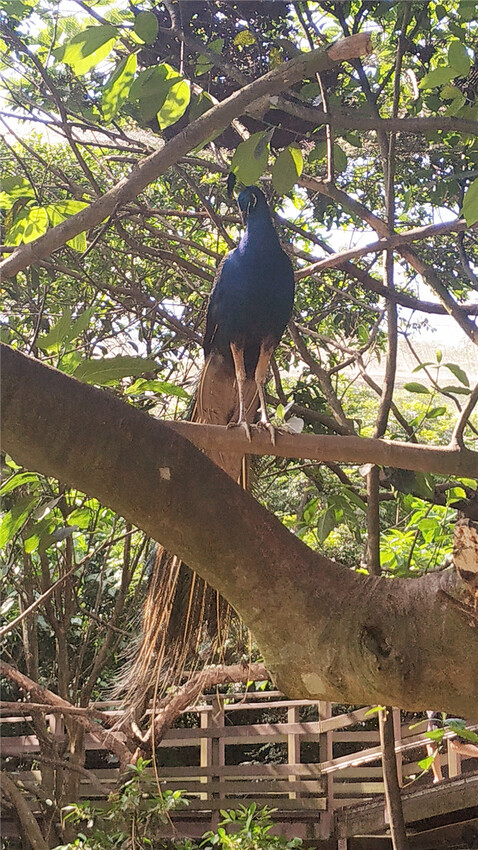 旅遊｜重新開張高雄壽山動物園一日遊  ，新建天空橋看水豚
