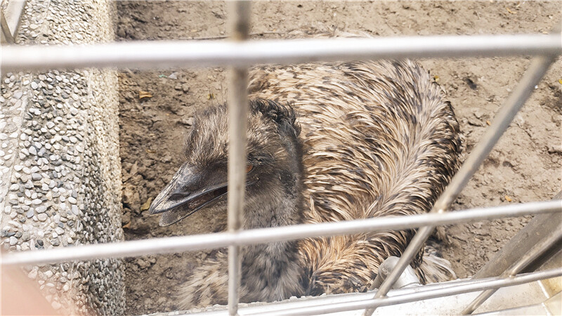 旅遊｜重新開張高雄壽山動物園一日遊  ，新建天空橋看水豚