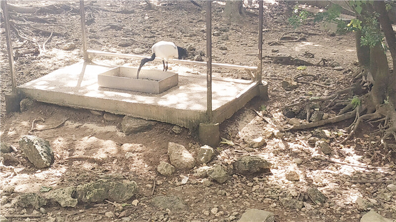 旅遊｜重新開張高雄壽山動物園一日遊  ，新建天空橋看水豚