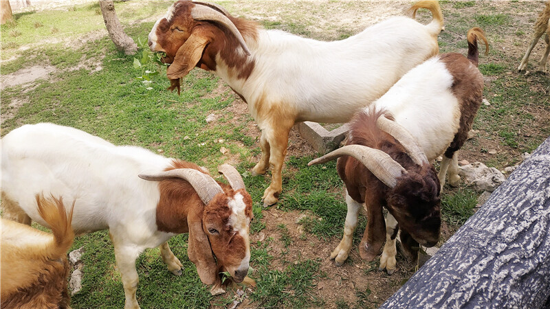 旅遊｜重新開張高雄壽山動物園一日遊  ，新建天空橋看水豚