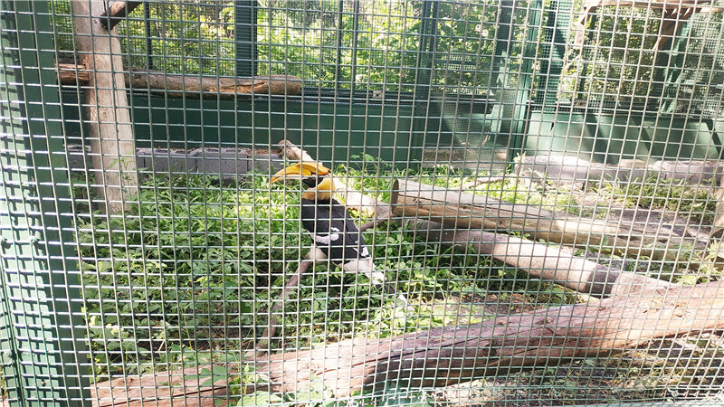 旅遊｜重新開張高雄壽山動物園一日遊  ，新建天空橋看水豚