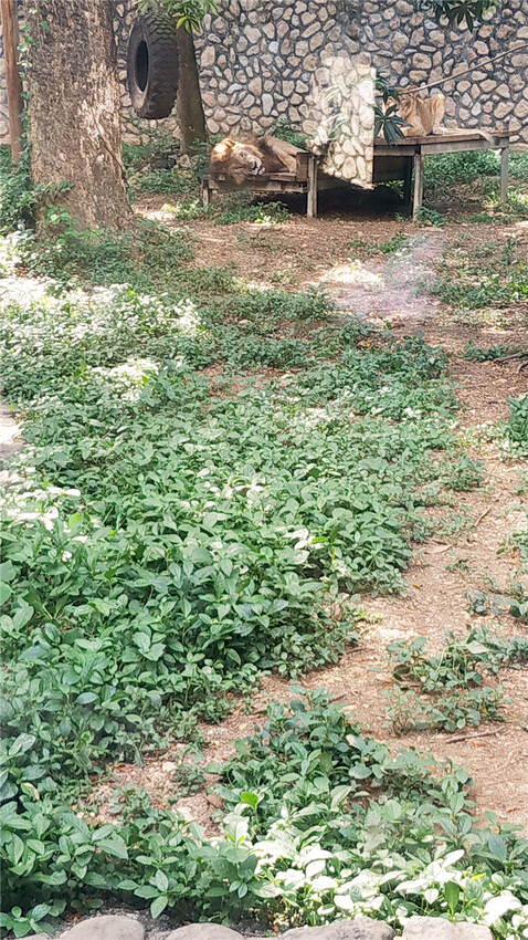 旅遊｜重新開張高雄壽山動物園一日遊  ，新建天空橋看水豚